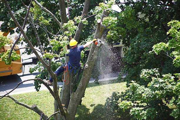 How Our Tree Care Process Works  in  Ranger, TX